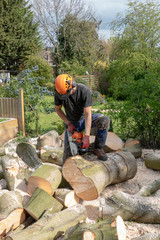 A tree Surgeon or Arborist uses a chainsaw to cut up a felled tree. He is wearing safety equipment