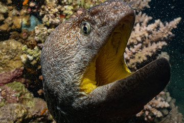 Naklejka na ściany i meble Moray eel Mooray lycodontis undulatus in the Red Sea, eilat israel