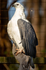 White-bellied sea-eagle (Haliaeetus leucogaster)