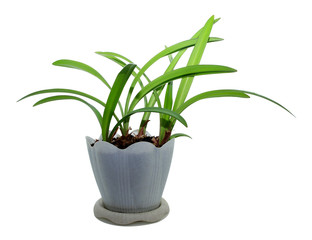 flower Amaryllis in pot, isolate white background