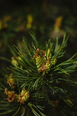 Fototapeta na wymiar young green pine cone on a branch