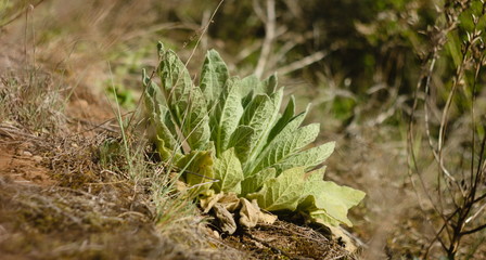fern on dirty hillside
