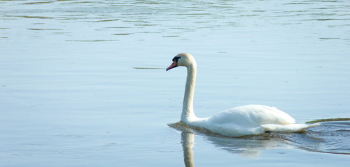 Fototapeta na wymiar swan in the lake swimming