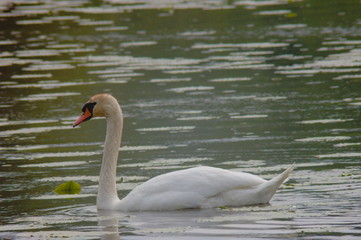 lonely swan swimming on a lake