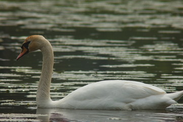 lonely swan swimming on a lake