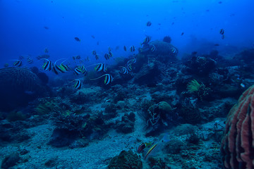 Fototapeta na wymiar marine ecosystem underwater view / blue ocean wild nature in the sea, abstract background