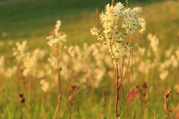 mountain plants, sunset color, green