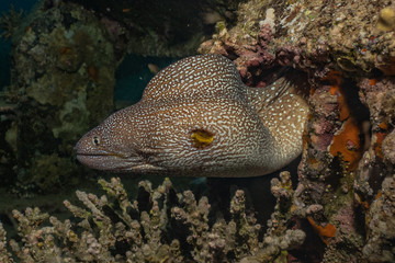 Moray eel Mooray lycodontis undulatus in the Red Sea, eilat israel