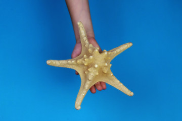 Fototapeta na wymiar Girl holding starfish in hands on blue background.