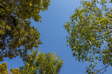 Looking up at a gap in the canopy above image with copy space