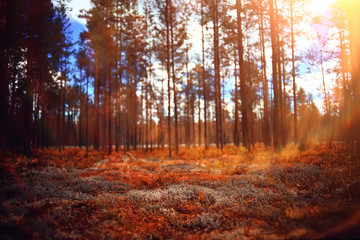 Fototapeta premium autumn forest landscape / yellow forest, trees and leaves October landscape in the park