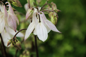 Delicate white bell with purple tint