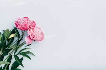 Two pink peonies