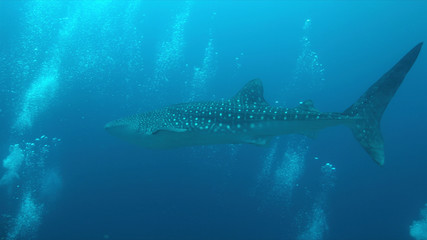 Whale shark swims on the edge of a coral reef. Some divers around.