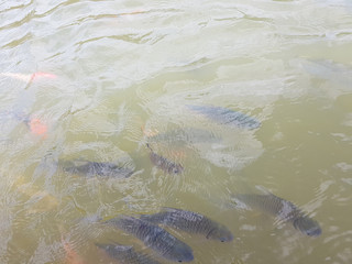 Golden koi fish in fresh water, Thailand