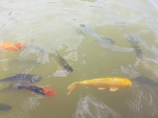 Golden koi fish in fresh water, Thailand