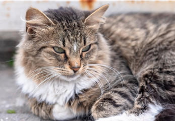 Close-up fluffy Street Cat lying on a Road in City
