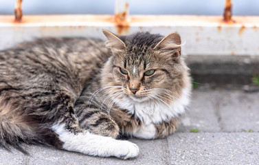 Close-up fluffy Street Cat lying on a Road in City