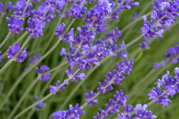 Naklejka premium lavande