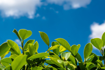Nature lafe with bluesky and cloud