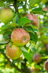 fresh delicious apples on a tree in the garden