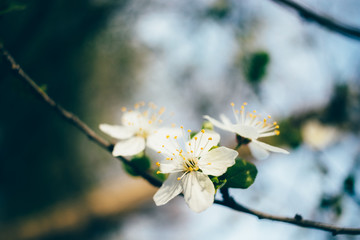 Blooming spring cherry branch