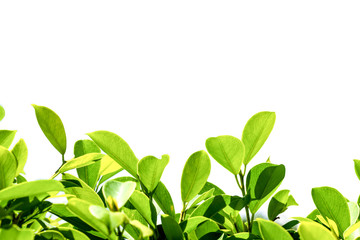 Obraz premium Natura liść na białym tle