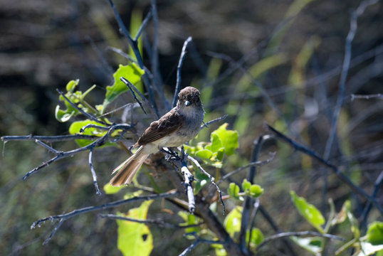 รูปภาพMyiarchus เลือกดูภาพถ่ายสต็อก เวกเตอร์ และวิดีโอ259 Adobe Stock