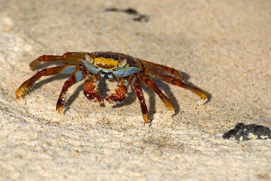 Sally Lightfoot Crab (Grapus grapus) walking on beach