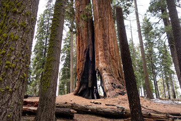 Sequoias in a redwood grove at United States