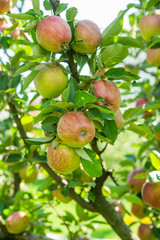 fresh delicious apples on a tree in the garden