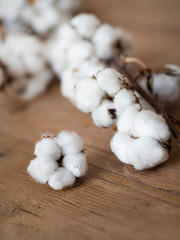 Beautiful cotton branch on a wooden background