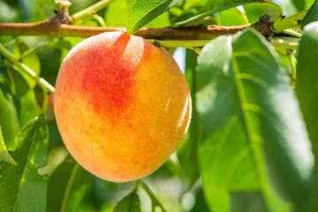 peach fruits on the tree in the garden in summer