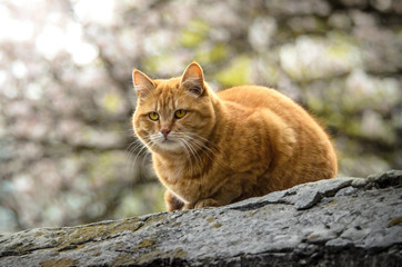 Fototapeta na wymiar Ginger big cat looking like bread on a beautiful background sitting on a stone