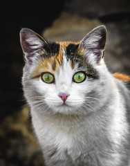 Fototapeta premium Calico color cat builds funny mines and facial expressions