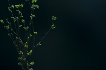 small branches with buds leaves / spring background, concept freshness botany youth