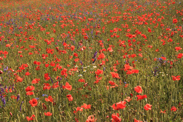 Blühendes Kornfeld in der Uckermark