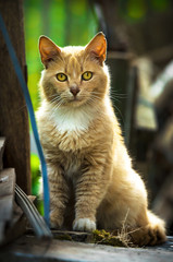 Obraz premium Red cat looking straight into the camera portrait in an improvised house on the street cat