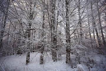 Fototapeta premium winter park, cityscape in winter weather / landscape snow, city, trees in a city park in the north