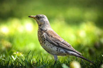 High quality thrush high quality park in a meadow