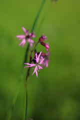 Flower on a green background.