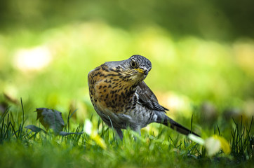 Thrush looks out for prey in the park standing on the meadow