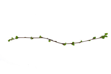 white background branches small leaves spring / isolated on white young branches with buds and...