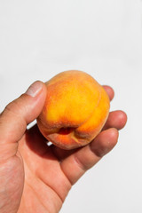 peach fruits in hand in the garden in summer