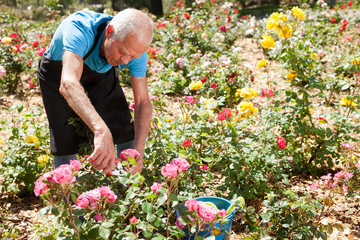 Male cutting branches of blooming roses
