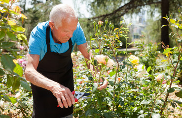 Fototapeta premium Man cutting back shoots of rose bushes