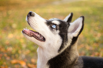 Portrait of a husky dog on a background of autumn