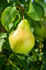 pear fruit on the tree in the garden in summer