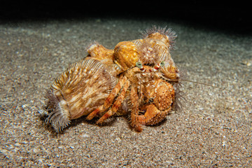 Anemone Carrier Hermit Crab in the Red Sea Colorful and beautiful, Eilat Israel