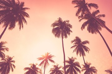 Fototapeta na wymiar Tropical palm tree on sunset sky cloud abstract background.